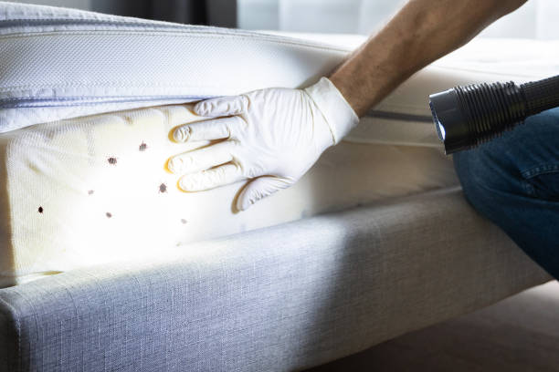 Wasp Removal Services in Noblesville, IN